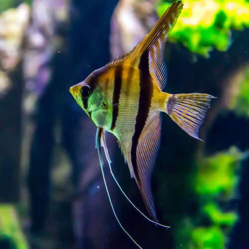 Close-up of a colorful angelfish with yellow and black stripes swimming in a vibrant freshwater aquarium